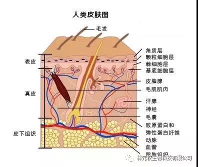 干细胞与皮肤衰老和再生