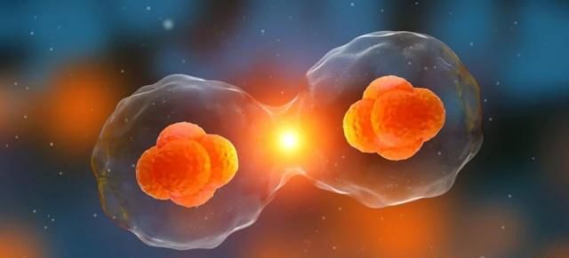干细胞能不能有效抗衰老？