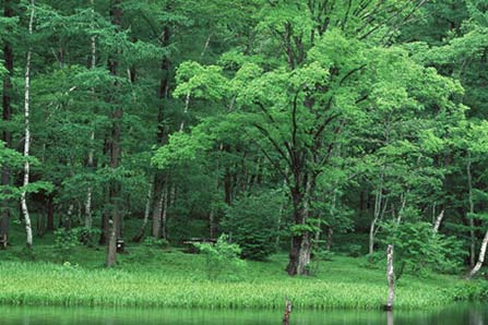 不用伐木，大兴安岭通过林业碳汇交易收益也能成为金山银山