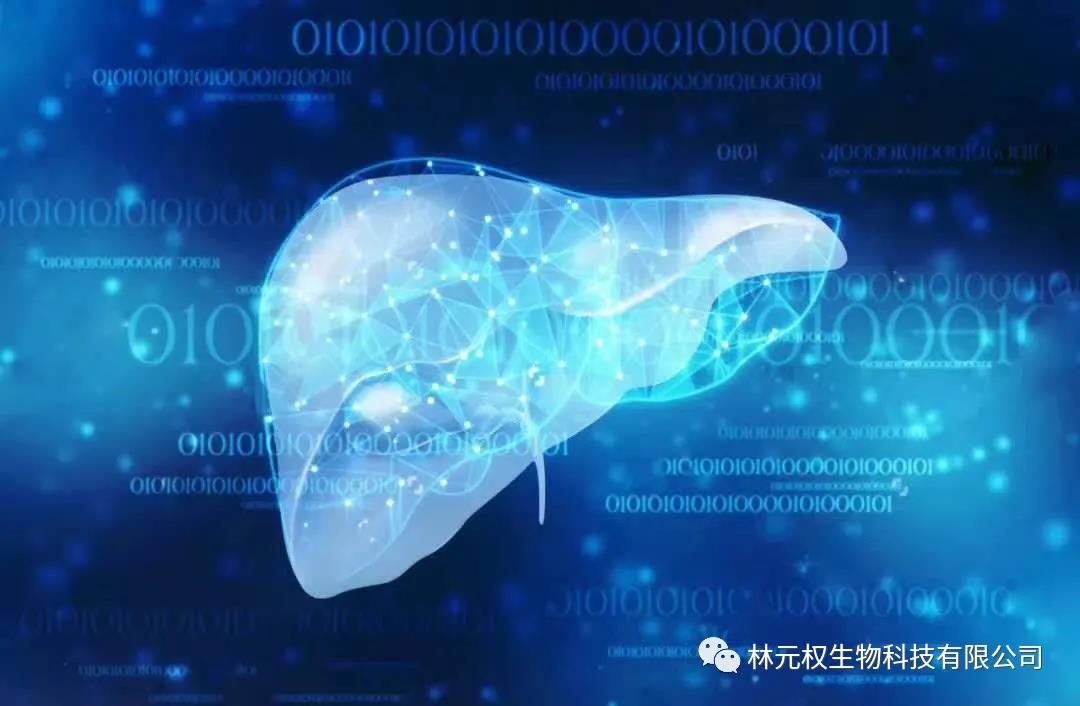 告别“肝”扰，干细胞助您一臂之力！