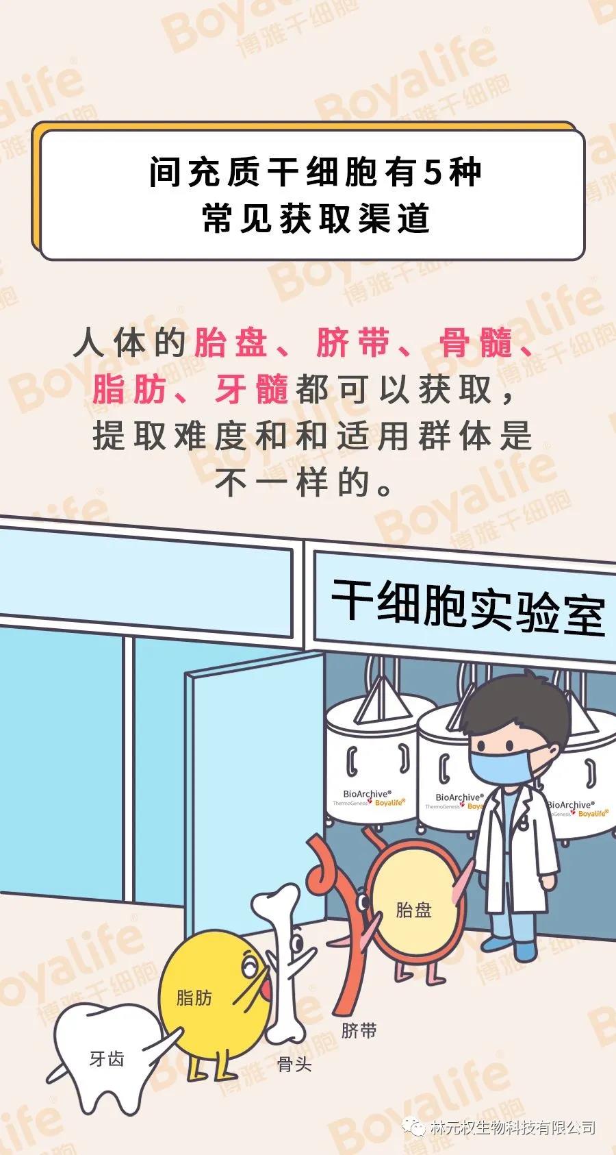 漫画| 胎盘里的干细胞，有啥不同？