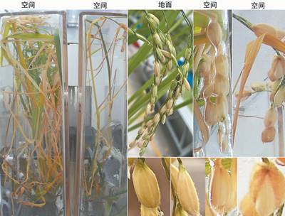 国际上首次在空间站培育出水稻种子